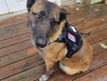 BarKtact Tactical Dog Vest Harness Large Black/Black